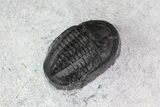 Small Proetid Trilobite - Morocco #83359-3